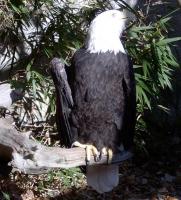<h2>Bald Eagle 4
</h2><p>Bald Eagle perched (Right).Passed away on June 29, 2009<br></p>