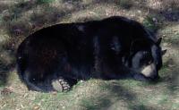 <h2>Bear 1
</h2><p>Bear Sleeping (Right).<br></p>