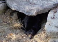 <h2>Bear 2
</h2><p>Bear sleeping (Left).<br></p>