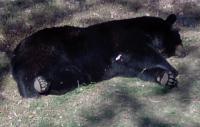 <h2>Bear 3
</h2><p>Bear sleeping (Right).<br></p>