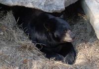 <h2>Bear 9
</h2><p>Bear sleeping (Left).<br></p>