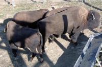 <h2>Bison 3
</h2><p>Bison eating from trough.<br></p>