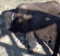 <h2>Bison 5
</h2><p>Bison eating from trough.<br></p>