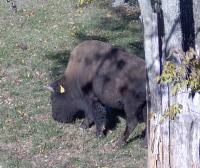 <h2>Bison 12
</h2><p>Bison grazing.<br></p>