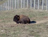 <h2>Bison 17
</h2><p>Bison resting.<br></p>