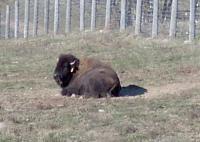 <h2>Bison 22
</h2><p>Bison resting.<br></p>