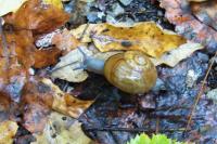 <h2>A Snail on The Trail
</h2><p>Yahoo FallsOct. 24, 2008McCreary County, KY<br></p>