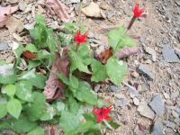 <h2>Red Flowers at Yahoo Falls 1
</h2><p>Yahoo FallsOct. 24, 2008McCreary County, KY<br></p>
