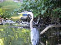 <h2>Great Blue Heron
</h2><p>July 13, 2009Photography by  Wahiya.<br></p>