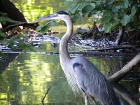 <h2>Great Blue Heron
</h2><p>July 13, 2009Photography by  Wahiya<br></p>