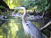 <h2>Great Blue Heron
</h2><p>July 13, 2009Photography by  Wahiya<br></p>