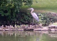 <h2>Great Blue Heron
</h2><p>August 6, 2008Photography by Wahiya<br></p>