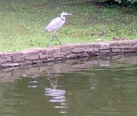 <h2>Great Blue Heron
</h2><p>August 6, 2008Photography by Wahiya<br></p>