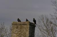 <h2>Peace Eagles Perched on Academy Chimney 1
</h2><p></p>
